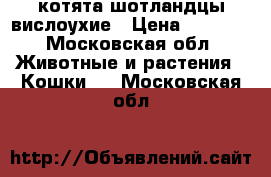 котята шотландцы вислоухие › Цена ­ 5 000 - Московская обл. Животные и растения » Кошки   . Московская обл.